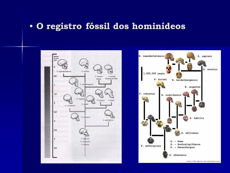 O registro fóssil dos hominídeos