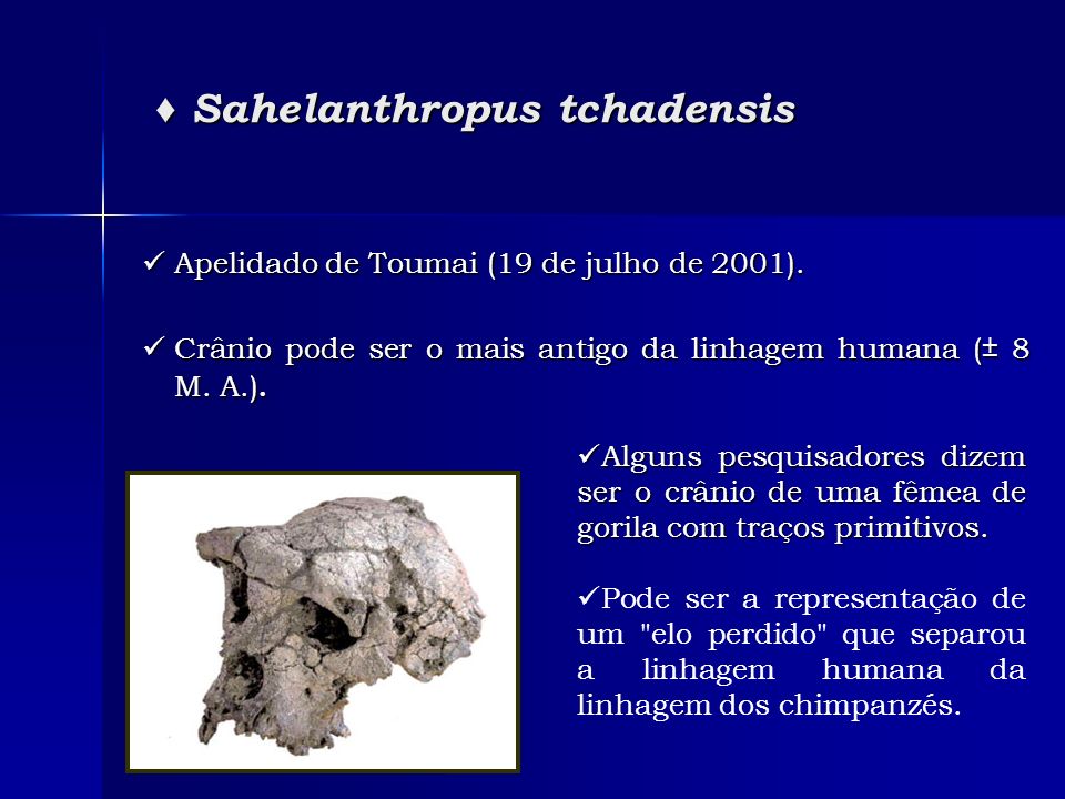 ♦ Sahelanthropus tchadensis