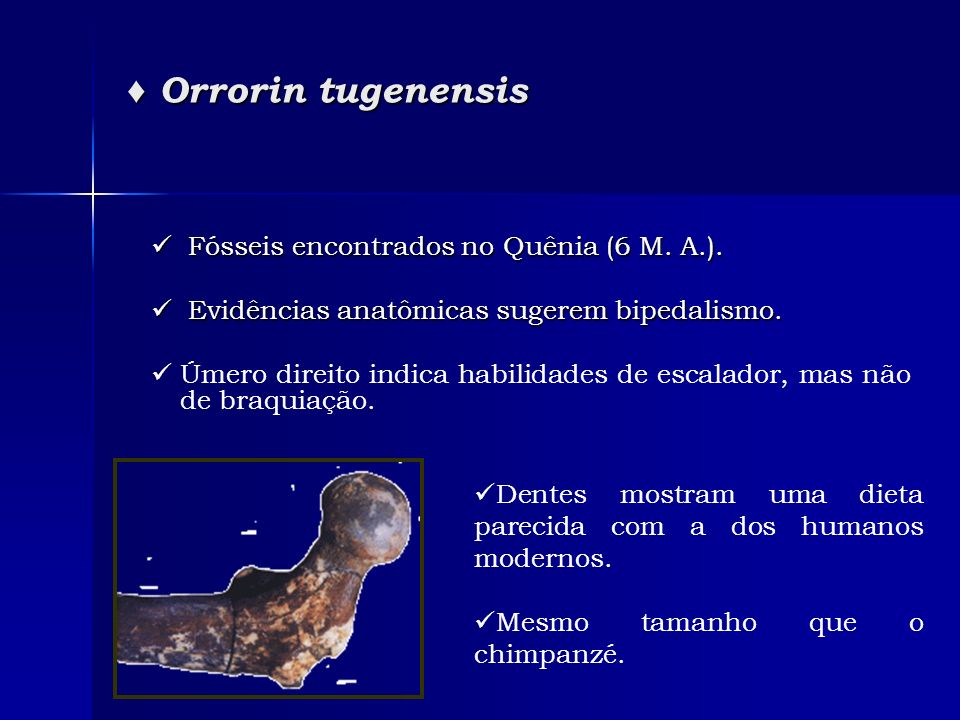 ♦ Orrorin tugenensis Fósseis encontrados no Quênia (6 M. A.).