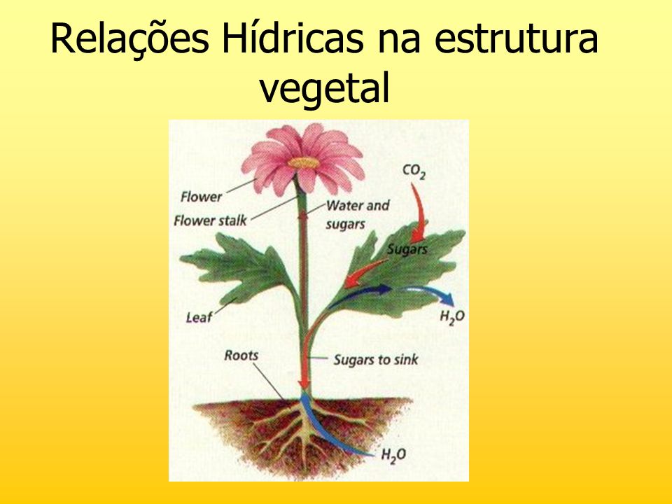 Relações Hídricas na estrutura vegetal