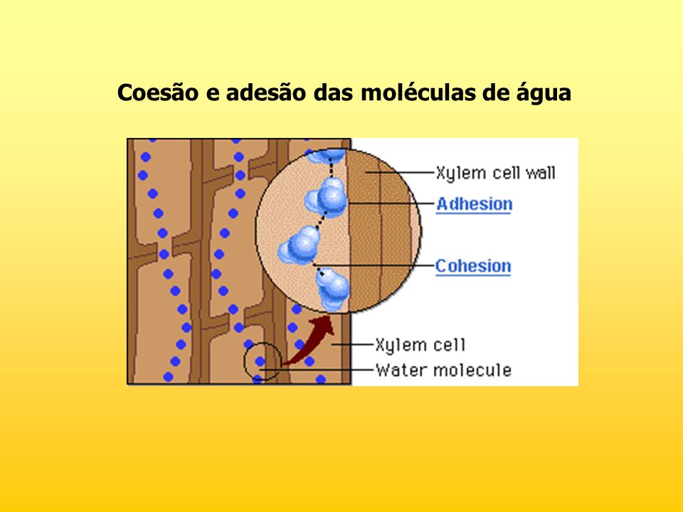 Coesão e adesão das moléculas de água