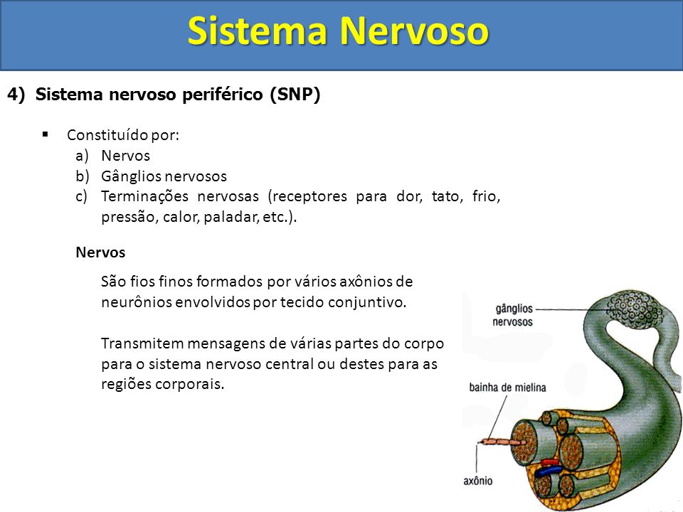 Sistema Nervoso 4) Sistema nervoso periférico (SNP) Constituído por: