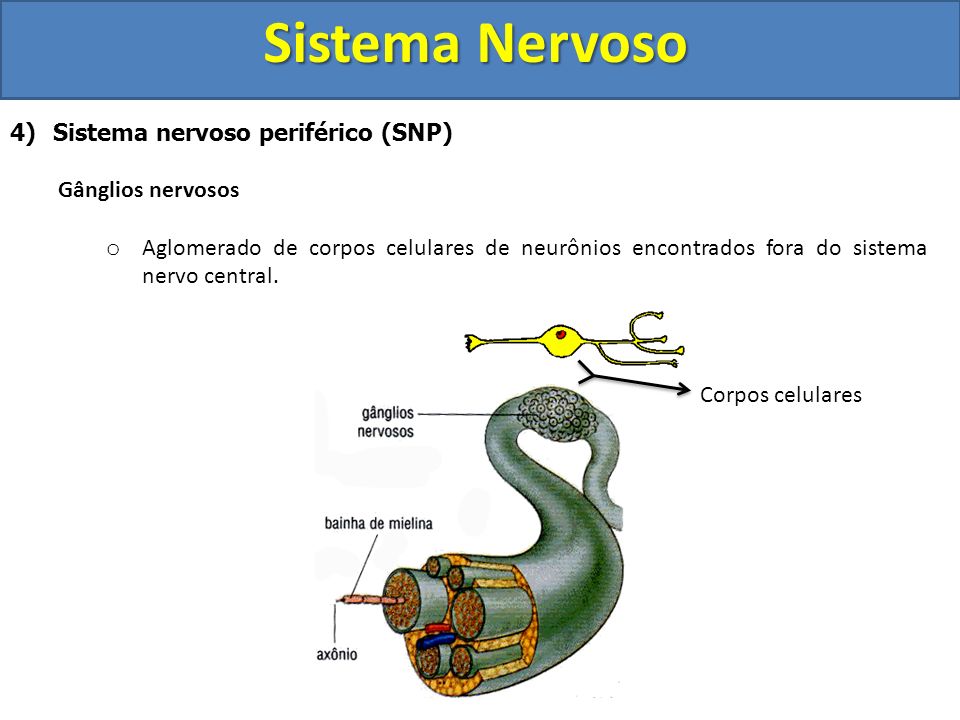 Sistema Nervoso Sistema nervoso periférico (SNP) Gânglios nervosos