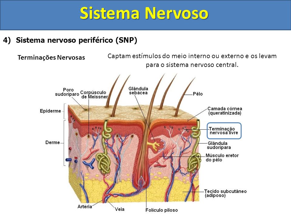 Sistema Nervoso Sistema nervoso periférico (SNP) Terminações Nervosas