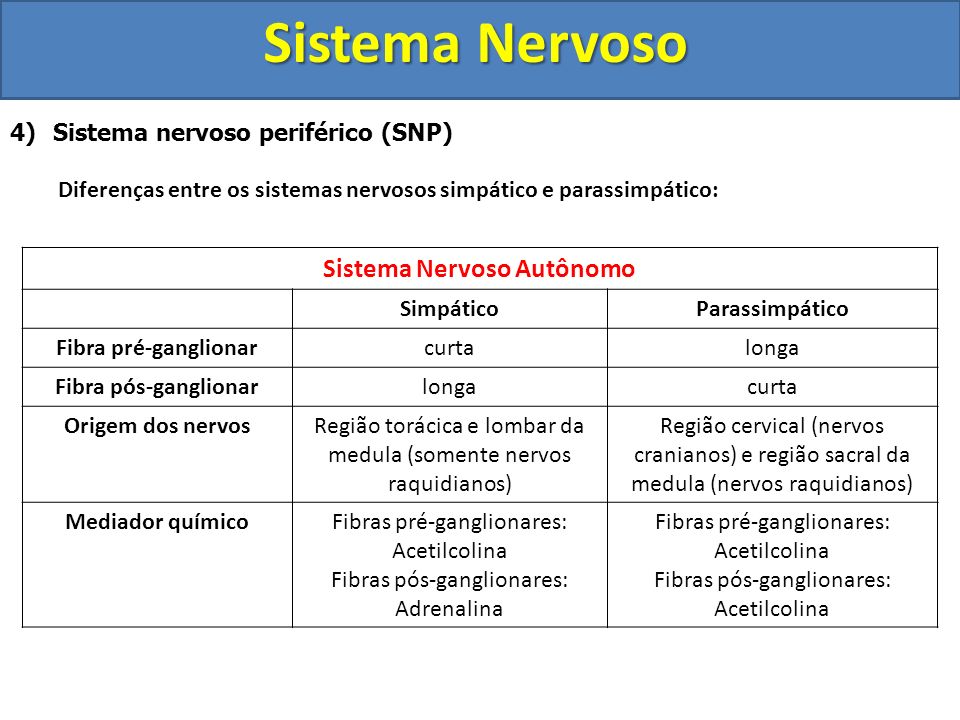 Sistema Nervoso Autônomo