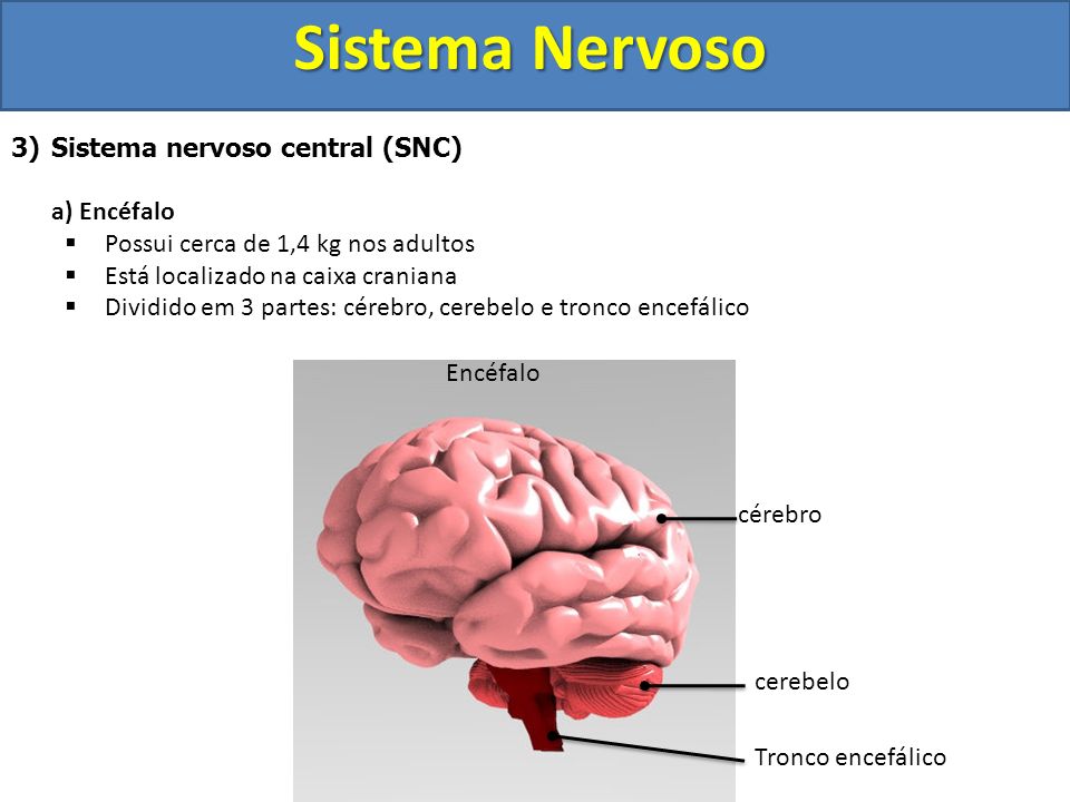 Sistema Nervoso Sistema nervoso central (SNC) a) Encéfalo