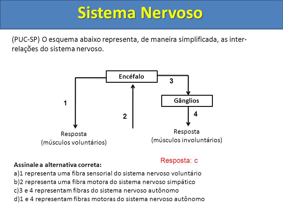 Sistema Nervoso (PUC-SP) O esquema abaixo representa, de maneira simplificada, as inter-relações do sistema nervoso.