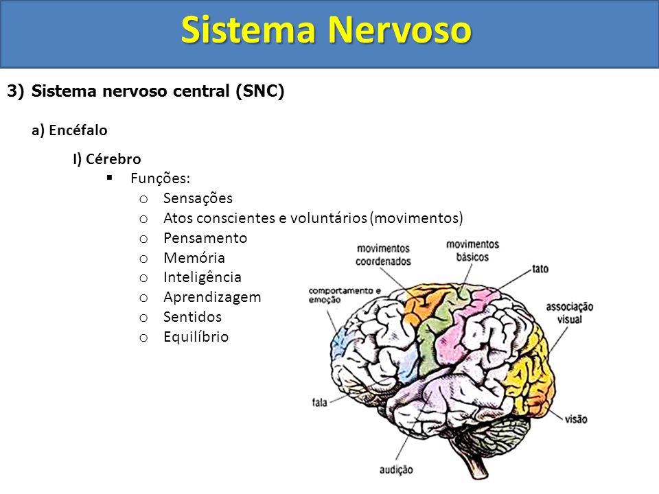 Sistema Nervoso Sistema nervoso central (SNC) a) Encéfalo I) Cérebro