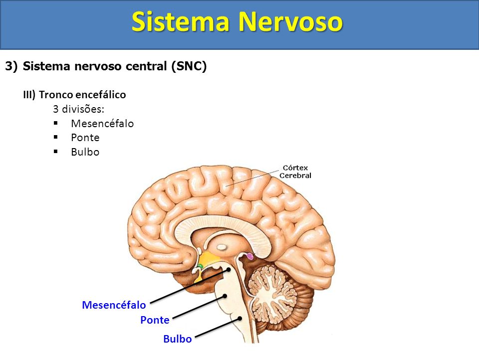 Sistema Nervoso Sistema nervoso central (SNC) III) Tronco encefálico