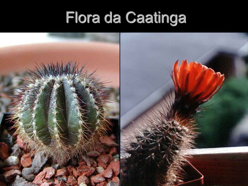 Flora da Caatinga