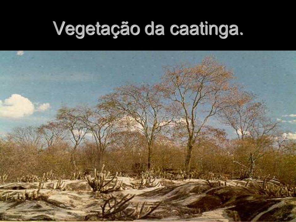 Vegetação da caatinga.