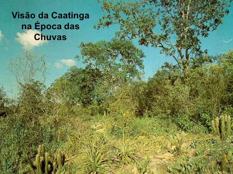 Visão da Caatinga na Época das Chuvas