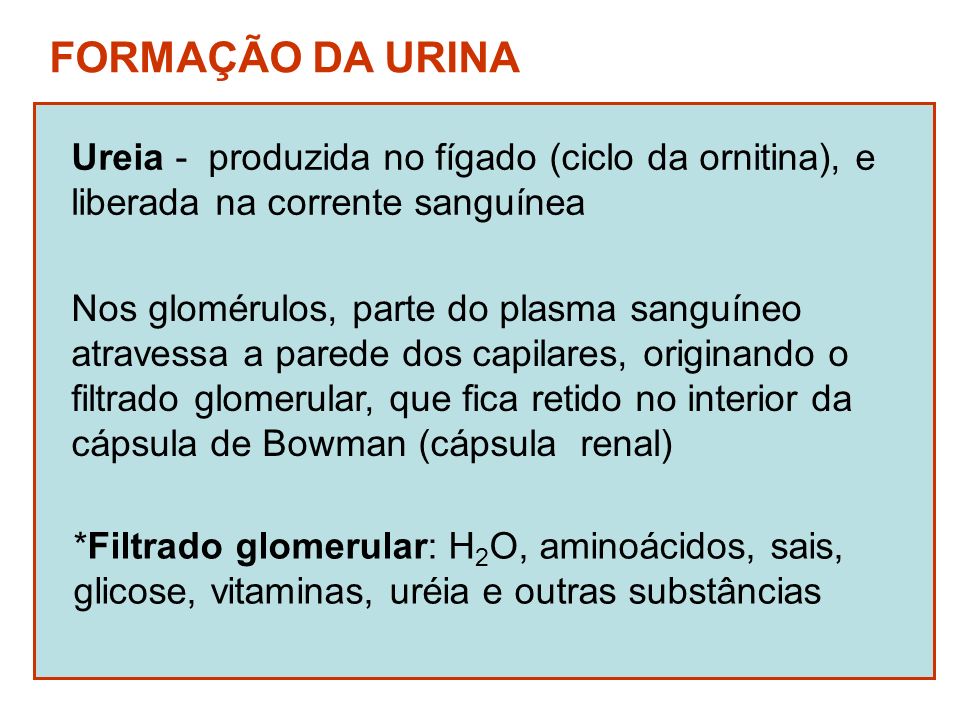 FORMAÇÃO DA URINA Ureia - produzida no fígado (ciclo da ornitina), e