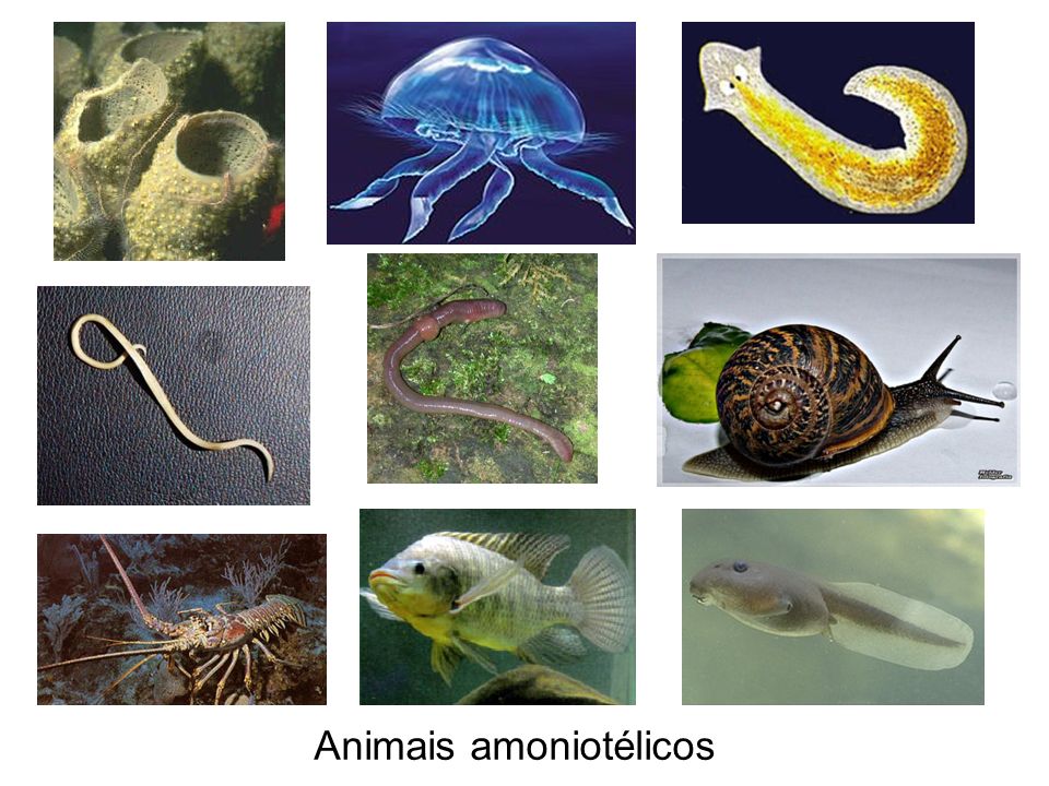 Animais amoniotélicos