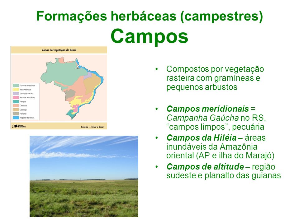 Formações herbáceas (campestres) Campos