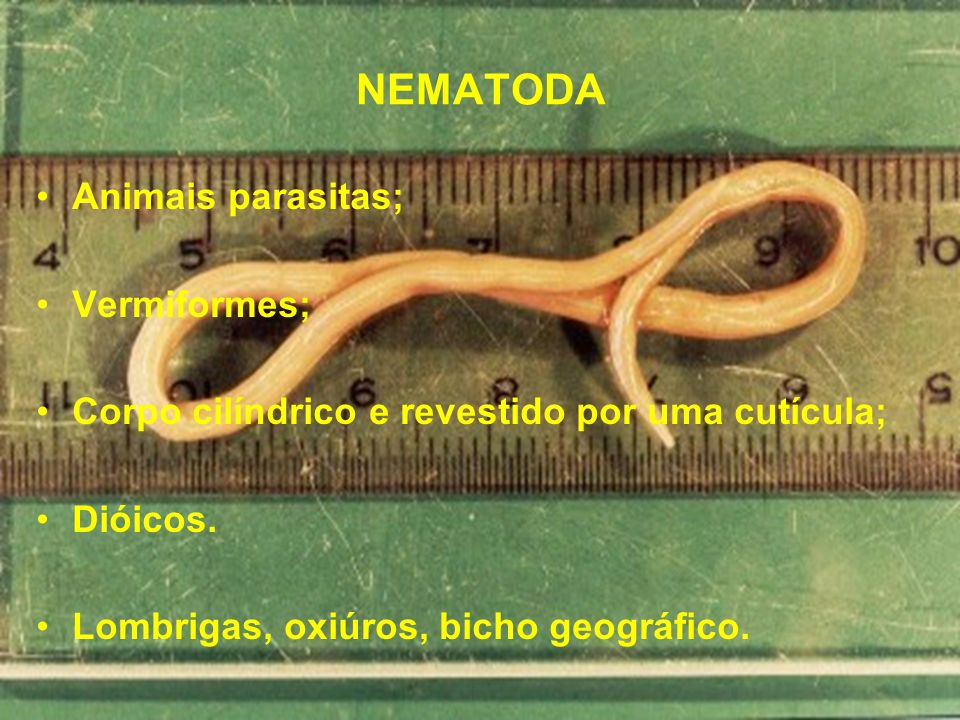 NEMATODA Animais parasitas; Vermiformes;