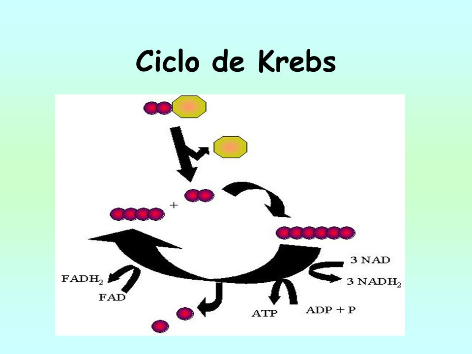 Ciclo de Krebs