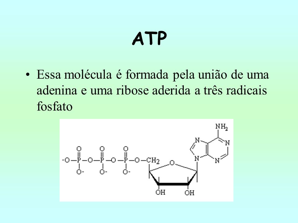 ATP Essa molécula é formada pela união de uma adenina e uma ribose aderida a três radicais fosfato