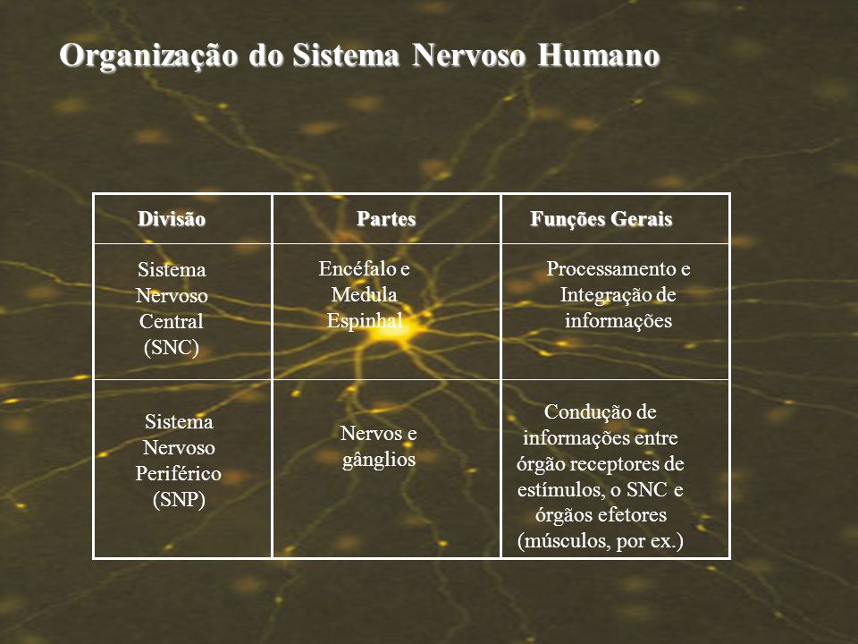 Organização do Sistema Nervoso Humano