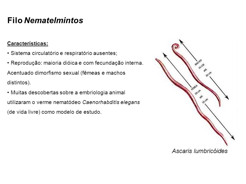 Filo Nematelmintos Ascaris lumbricóides Características: