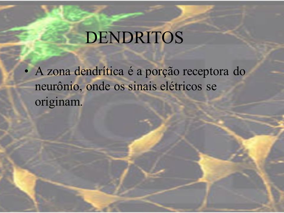DENDRITOS A zona dendrítica é a porção receptora do neurônio, onde os sinais elétricos se originam.