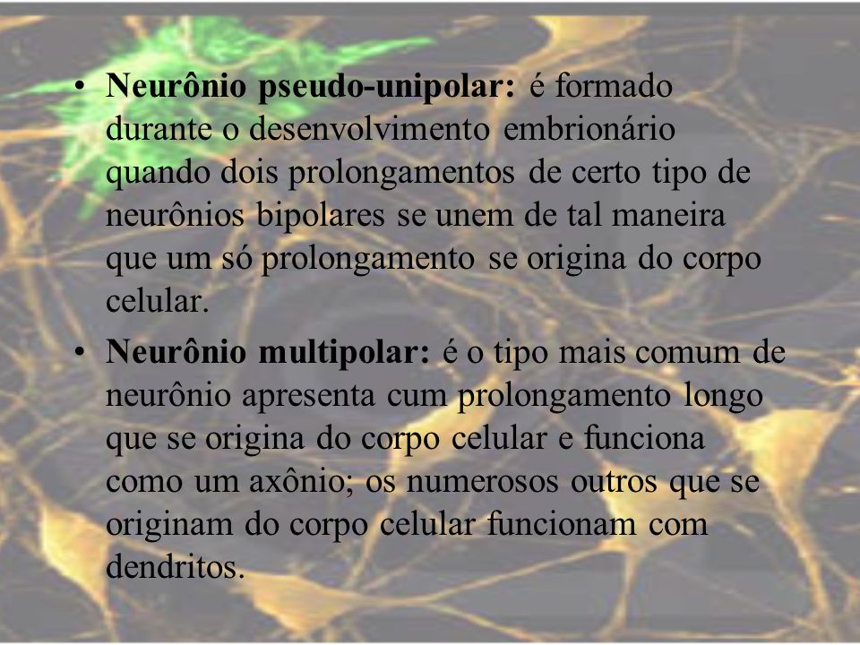 Neurônio pseudo-unipolar: é formado durante o desenvolvimento embrionário quando dois prolongamentos de certo tipo de neurônios bipolares se unem de tal maneira que um só prolongamento se origina do corpo celular.