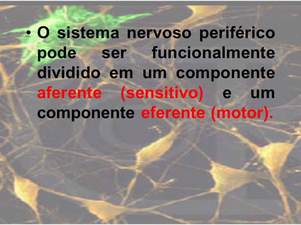 O sistema nervoso periférico pode ser funcionalmente dividido em um componente aferente (sensitivo) e um componente eferente (motor).