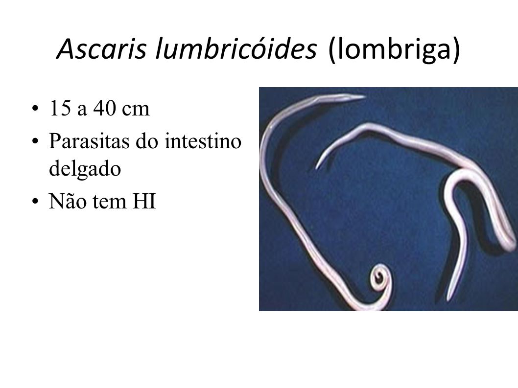 Ascaris lumbricóides (lombriga)