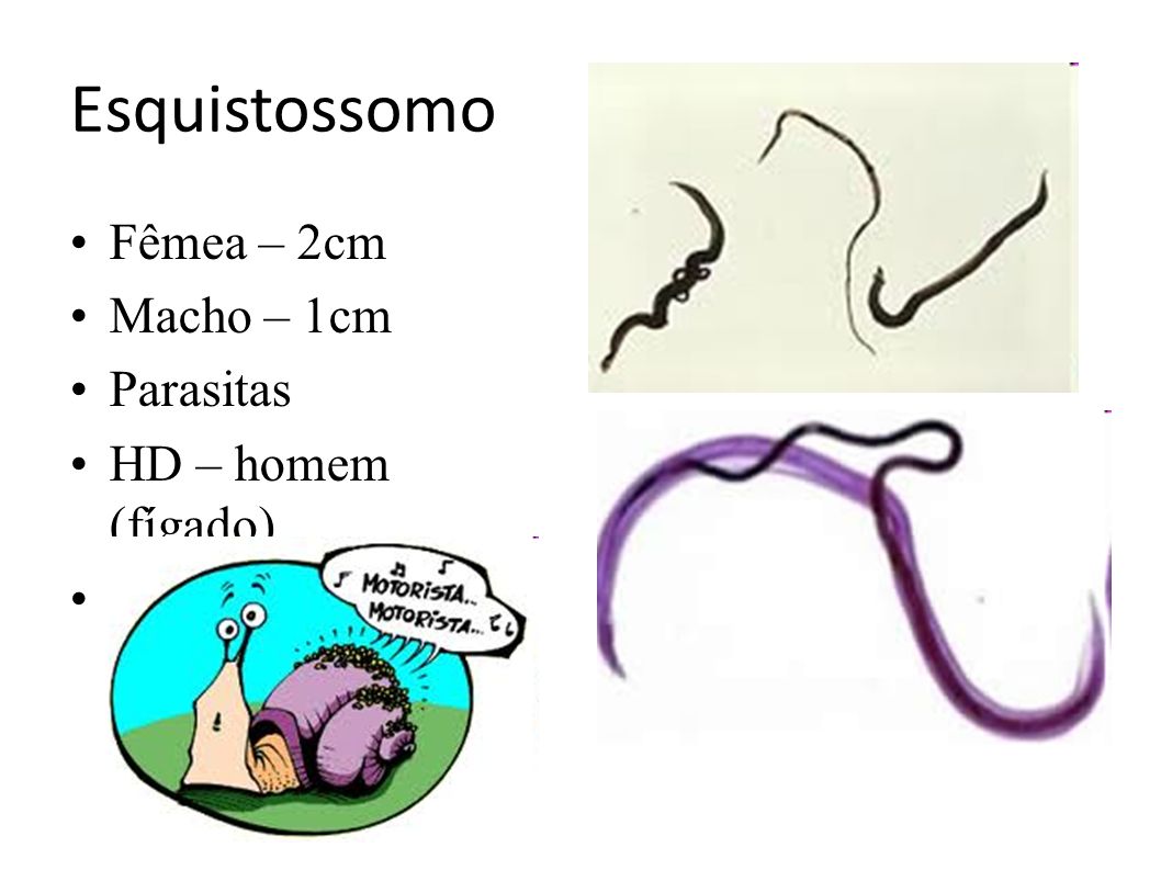 Esquistossomo Fêmea – 2cm Macho – 1cm Parasitas HD – homem (fígado)