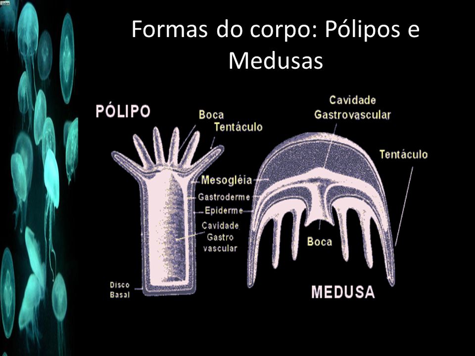 Formas do corpo: Pólipos e Medusas