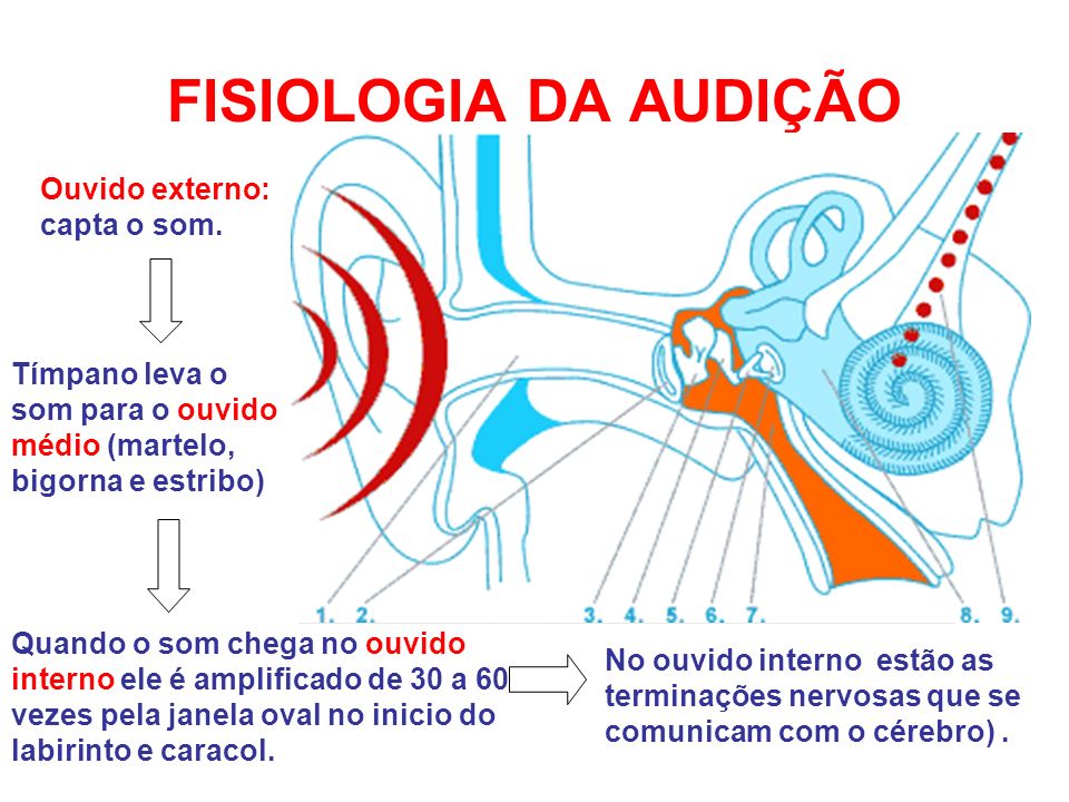 FISIOLOGIA DA AUDIÇÃO Ouvido externo: capta o som.