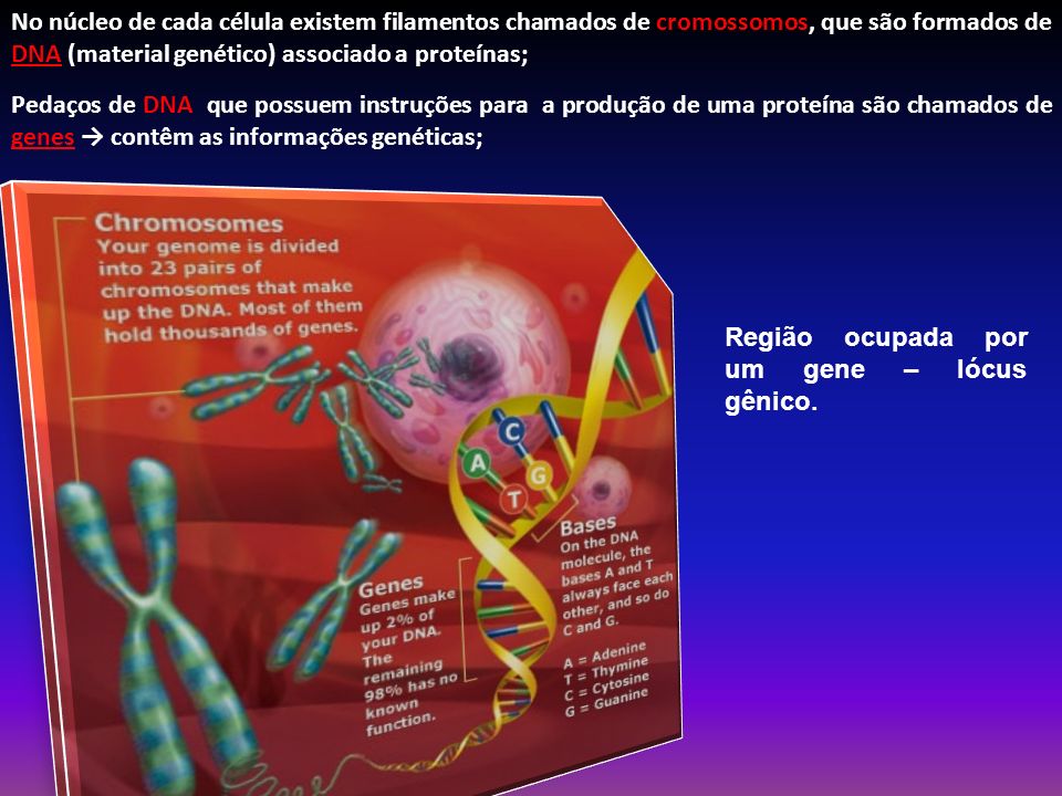 No núcleo de cada célula existem filamentos chamados de cromossomos, que são formados de DNA (material genético) associado a proteínas;
