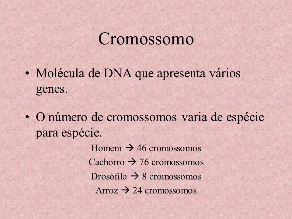 Cromossomo Molécula de DNA que apresenta vários genes.