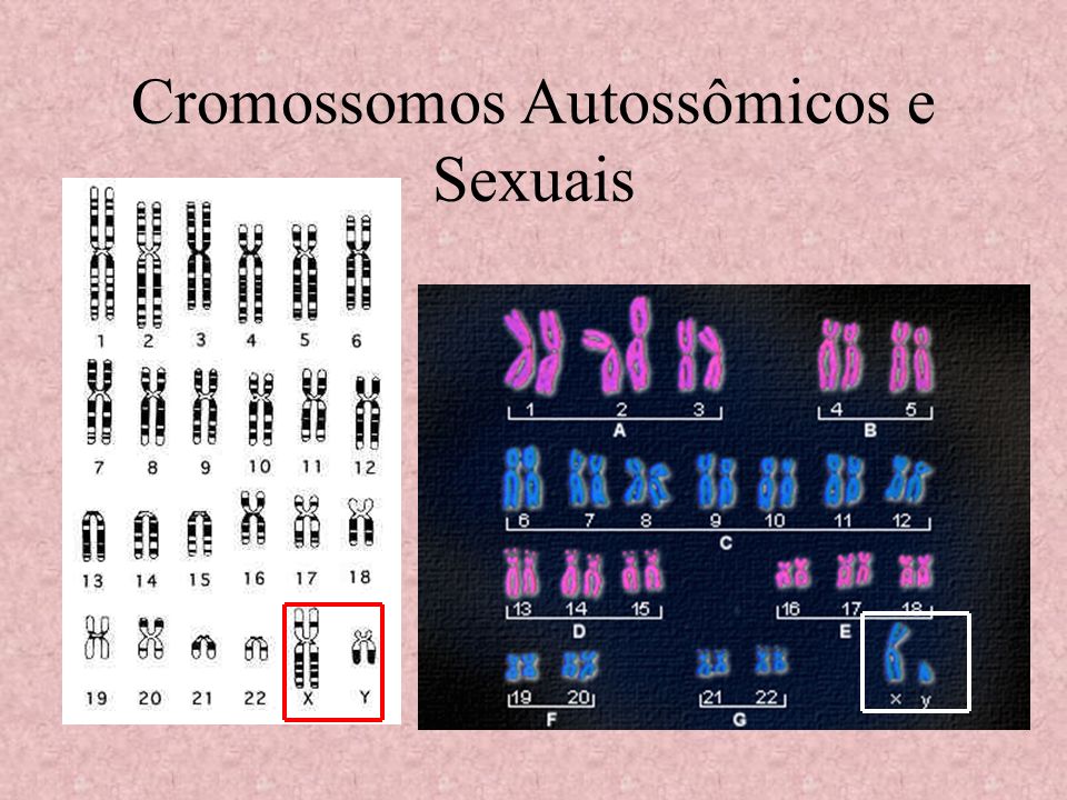 Cromossomos Autossômicos e Sexuais
