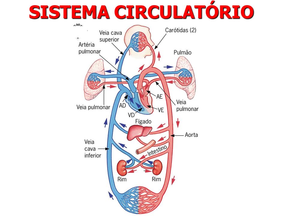 Featured image of post Imagens Do Sistema Circulatório - O sistema circulatório é o conjunto de órgãos responsáveis pela distribuição de nutrientes para as células e coleta de suas excretas metabólicas para serem eliminadas por órgãos excretores.