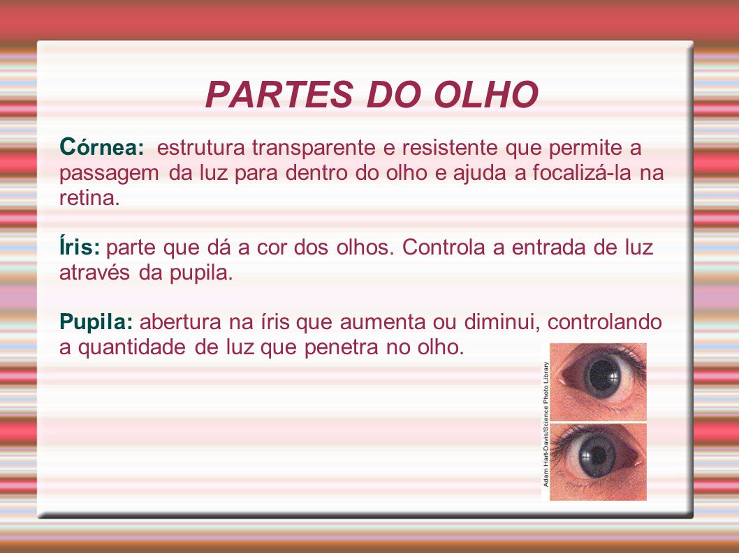 PARTES DO OLHO Córnea: estrutura transparente e resistente que permite a passagem da luz para dentro do olho e ajuda a focalizá-la na retina.