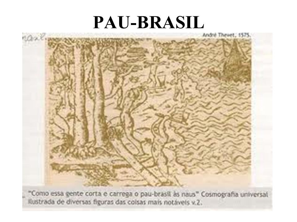 PAU-BRASIL