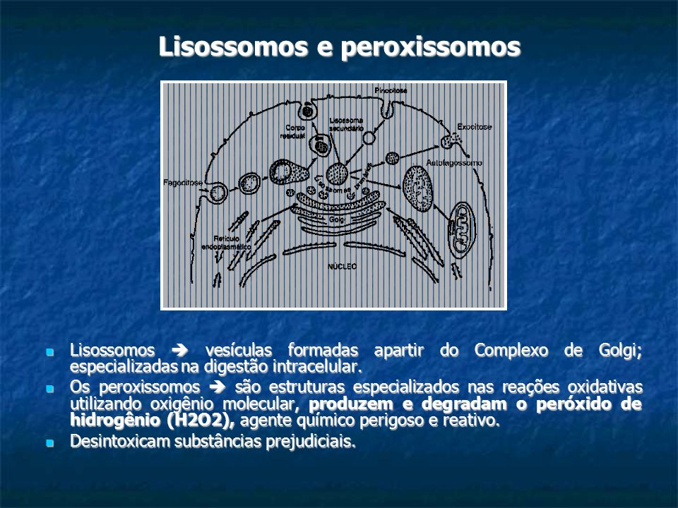Lisossomos e peroxissomos