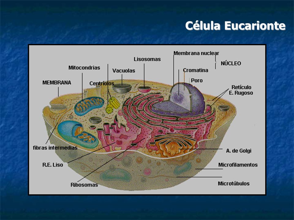 Célula Eucarionte