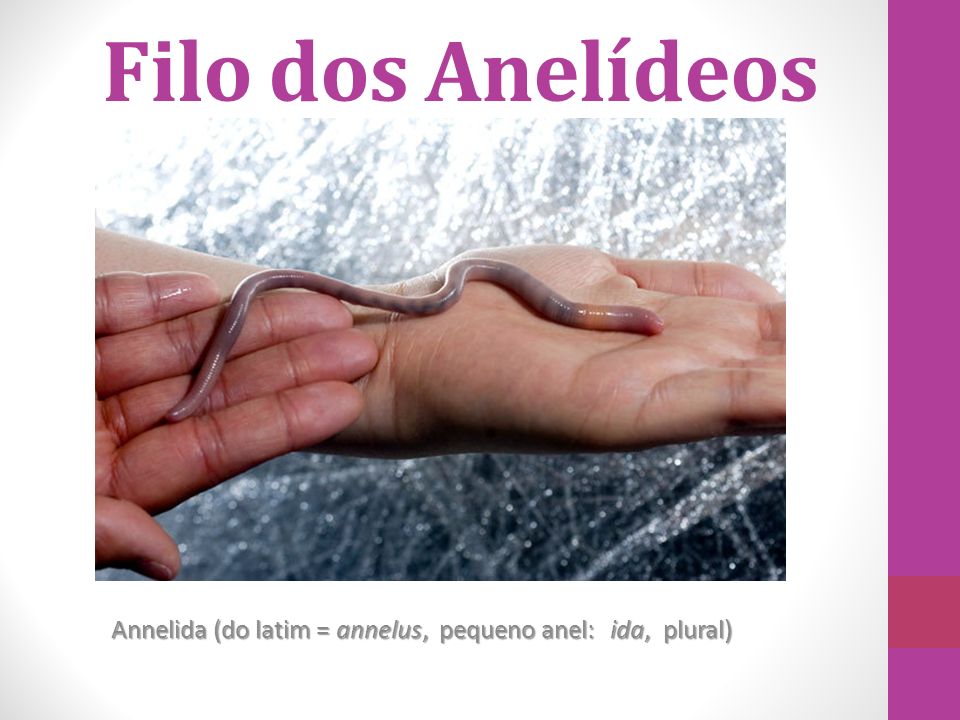Annelida (do latim = annelus, pequeno anel: ida, plural)