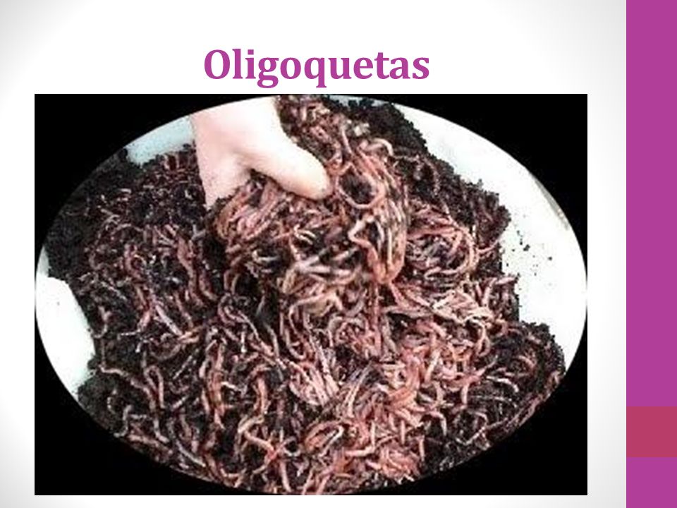 Oligoquetas