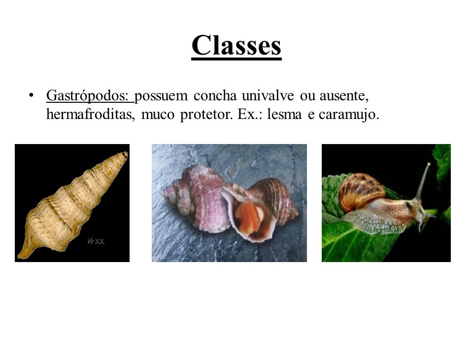 Classes Gastrópodos: possuem concha univalve ou ausente, hermafroditas, muco protetor.