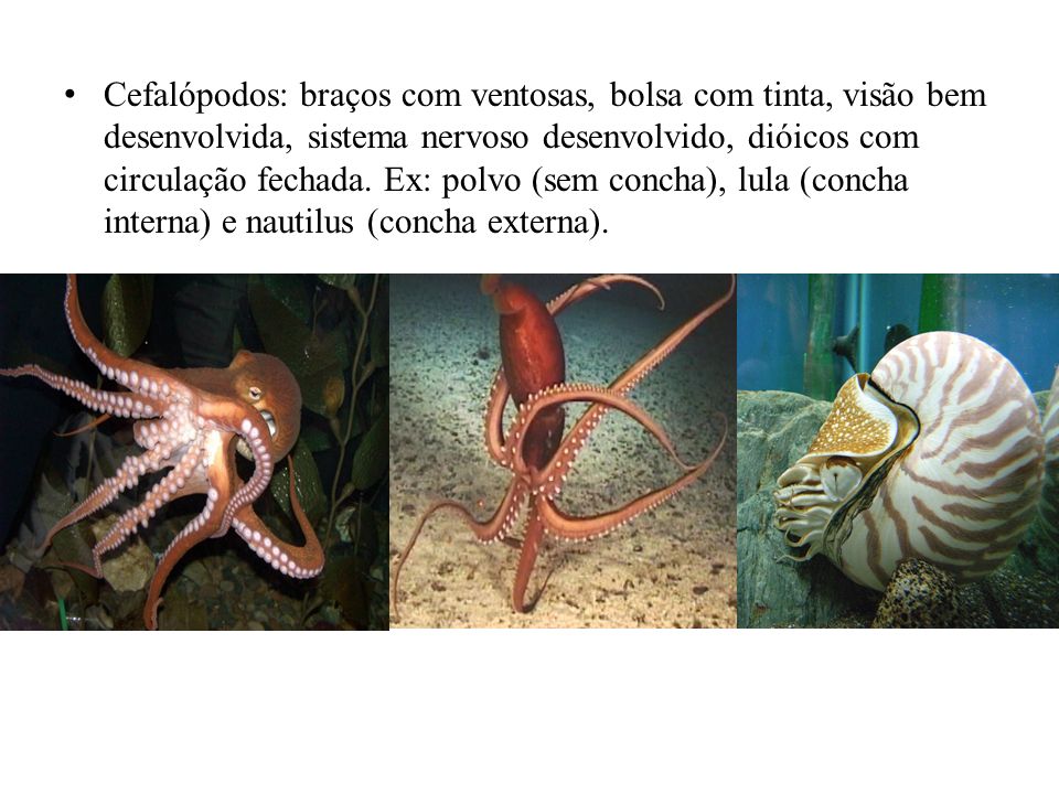 Cefalópodos: braços com ventosas, bolsa com tinta, visão bem desenvolvida, sistema nervoso desenvolvido, dióicos com circulação fechada.
