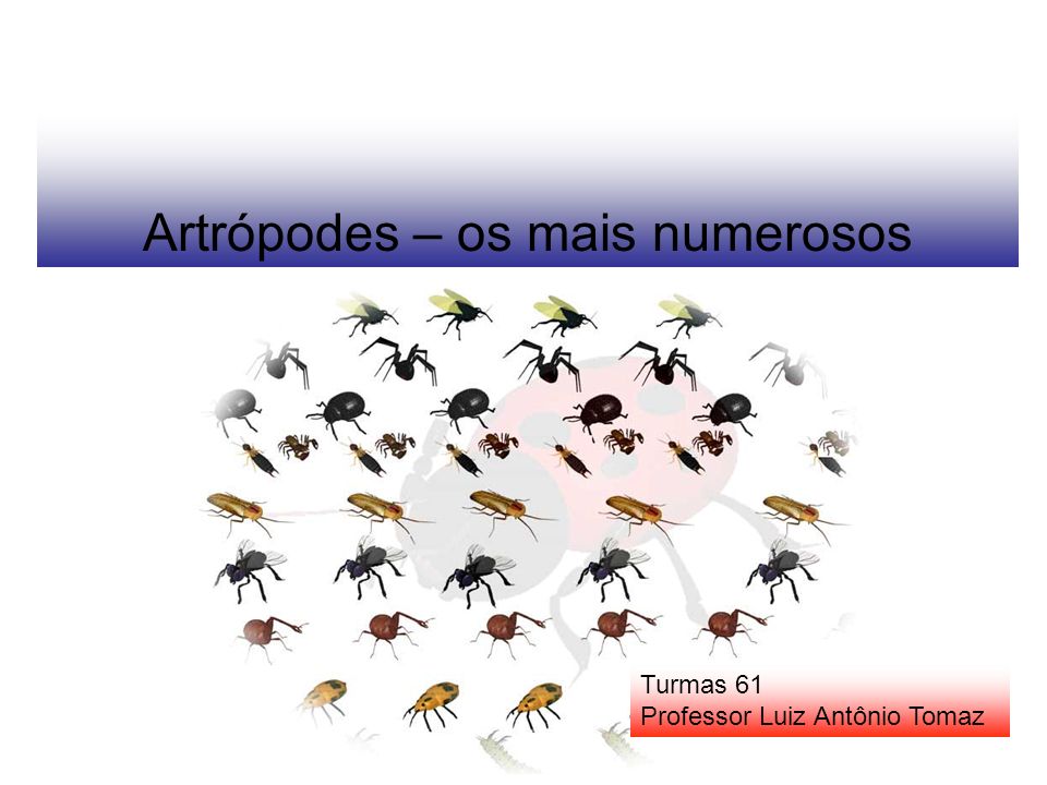 Artrópodes – os mais numerosos