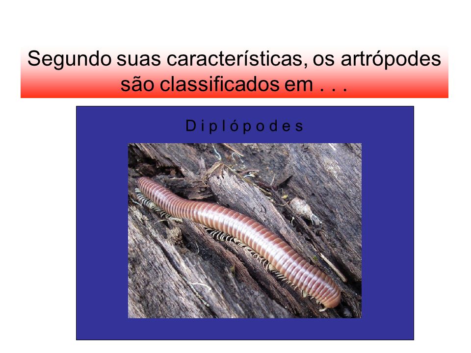 Segundo suas características, os artrópodes são classificados em . . .