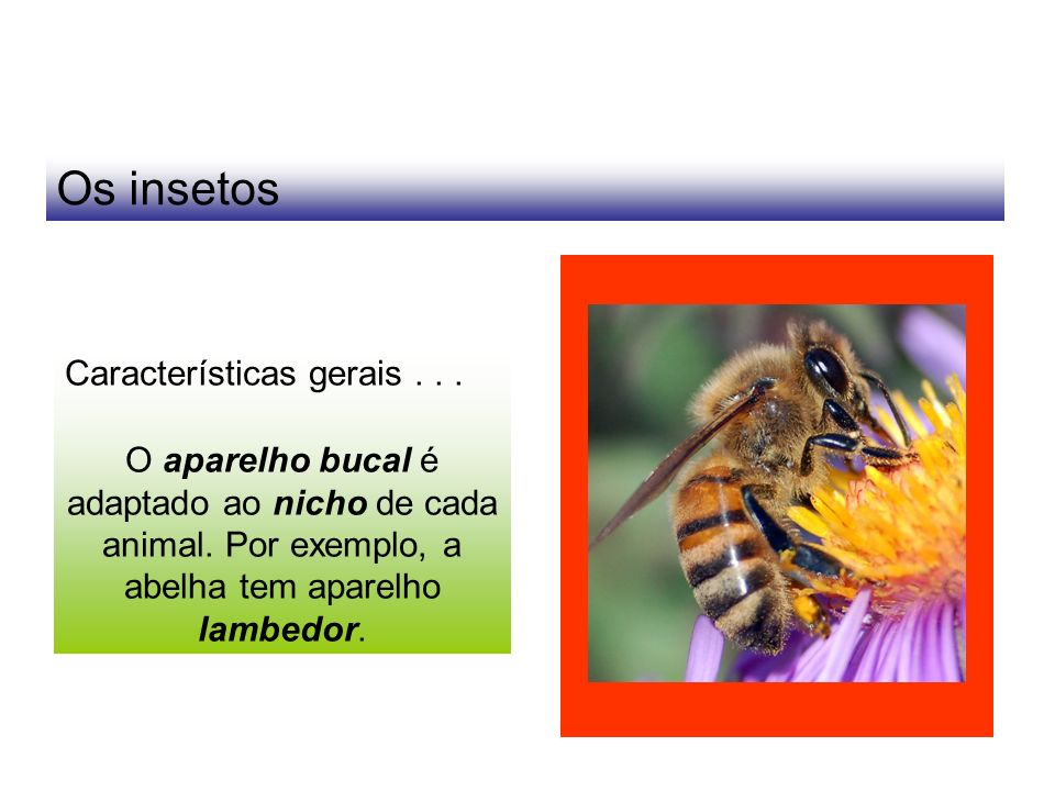 Os insetos Características gerais . . .