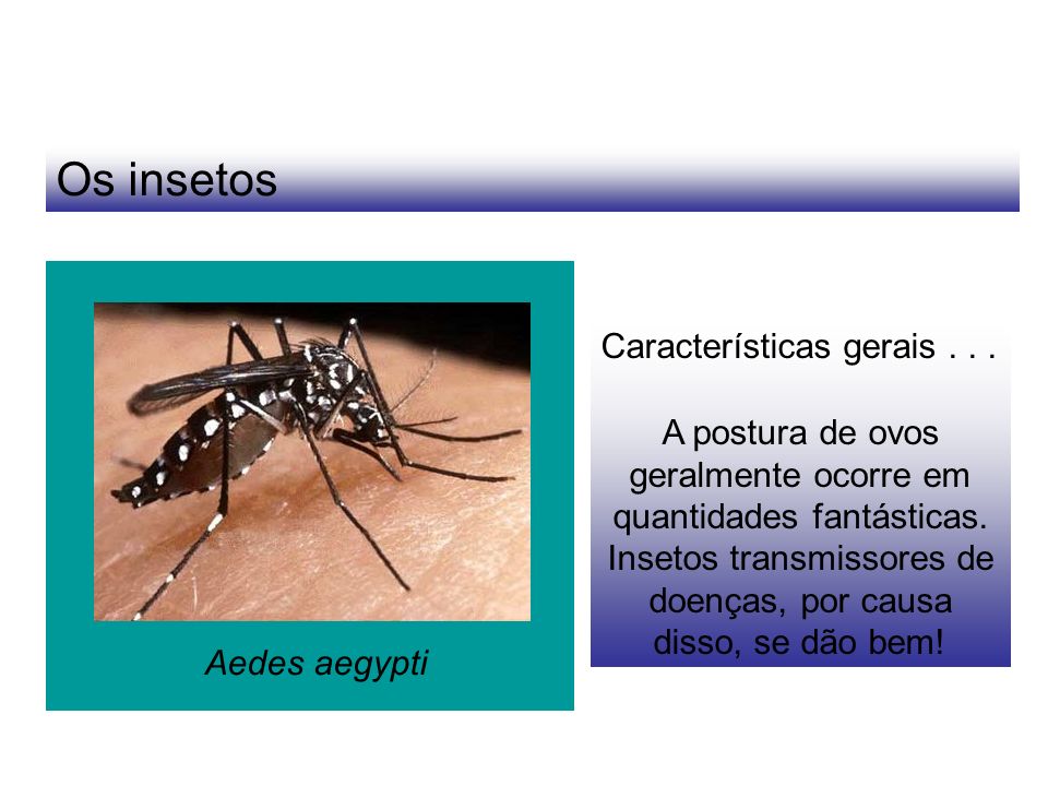 Os insetos Características gerais . . .