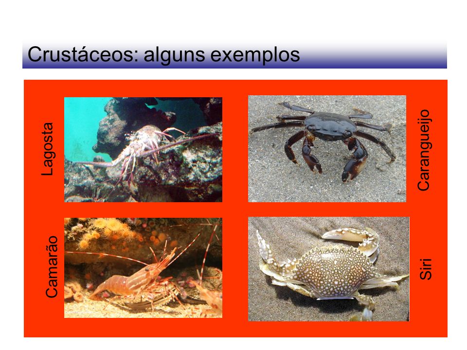 Crustáceos: alguns exemplos