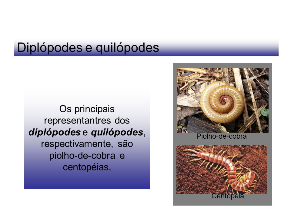 Diplópodes e quilópodes