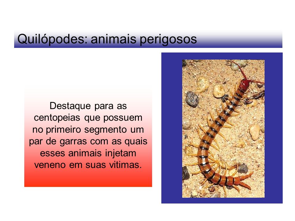 Quilópodes: animais perigosos